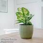 Dieffenbachia 'Compacta' (House Plant)