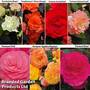 Nurseryman's Choice Begonia Mix