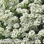 Alyssum 'Carpet Of Snow'