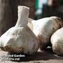 Garlic 'Messidor' (Autumn Planting)