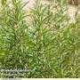 Rosemary 'Tuscan Blue'