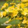 Kerria japonica 'Golden Guinea'