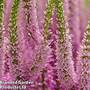 Veronica 'Moody Blues Dark Pink'