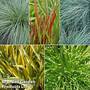 Colourful Ornamental Grass Collection