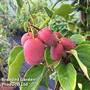 Kiwi 'Pink Jumbo'