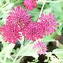 Knautia Macedonica Mars Midget