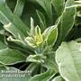 Knautia macedonica 'Thunder and Lightning'