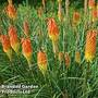 Red Hot Poker