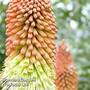Kniphofia uvaria 'Mixed Hybrids'