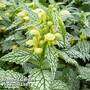 Lamium galeobdolon 'Hermann's Pride'