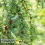 Larix decidua