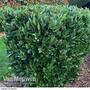 Laurus nobilis