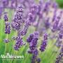 Lavender 'Munstead'