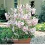 Lavatera x clementii 'Barnsley Baby'