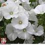 Lavatera trimestris 'Mont Blanc'
