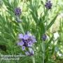 Lavender 'Lavender Lady'