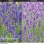 Lavender Duo