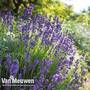 Lavender 'Hidcote'