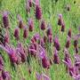 Lavender 'Purple Ribbon' (Bandera)