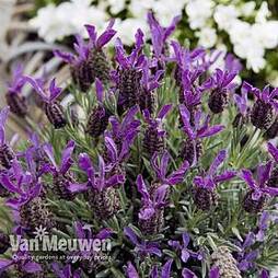 Lavender 'Devonshire Compact'
