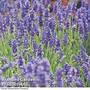 Hardy English Lavender