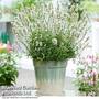 Lavender 'BeeZee' White'