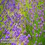Lavender Duo