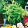 Lemon Verbena 'Freshman' (Botanical Infusions Plants)