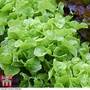 Lettuce 'Kyrio'