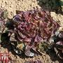 Lettuce 'Saxo'