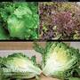 Lettuce Trio Collection