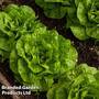Lettuce 'Brighton' (Winter Butterhead)