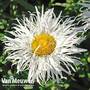 Leucanthemum 'Crazy Daisy'