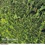 Leyland Cypress