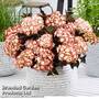 Hydrangea macrophylla 'Light My Fire'
