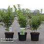 Ligustrum ovalifolium 'Green Diamond'