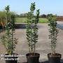Ligustrum vulgare 'Straight Talk'