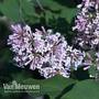 Lilac 'Miss Kim'