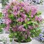 Lilac 'Flowerfesta' Pink'