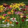 Lily Oriental 'Amazonian Mix'