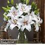 Lily 'Domaso'