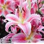 Lily 'Rapid Romance'
