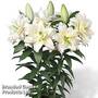 Lily 'Roselily Sita'