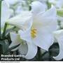 Trumpet Tree Lily