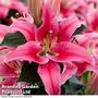 Lily 'Warm Romance'