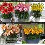 Lily 'Joy' Collection
