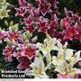 Lily 'Perfume Garden' Series