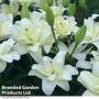 Lily (Pollen Free) 'Belvedere'