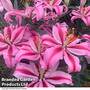 Lily 'Jay Bird'