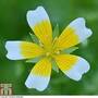 Limnanthes douglasii